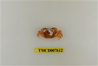 藏品(蔡氏澤蟹)的圖片